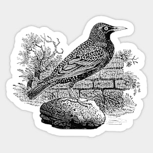 Victorian Starling Sticker